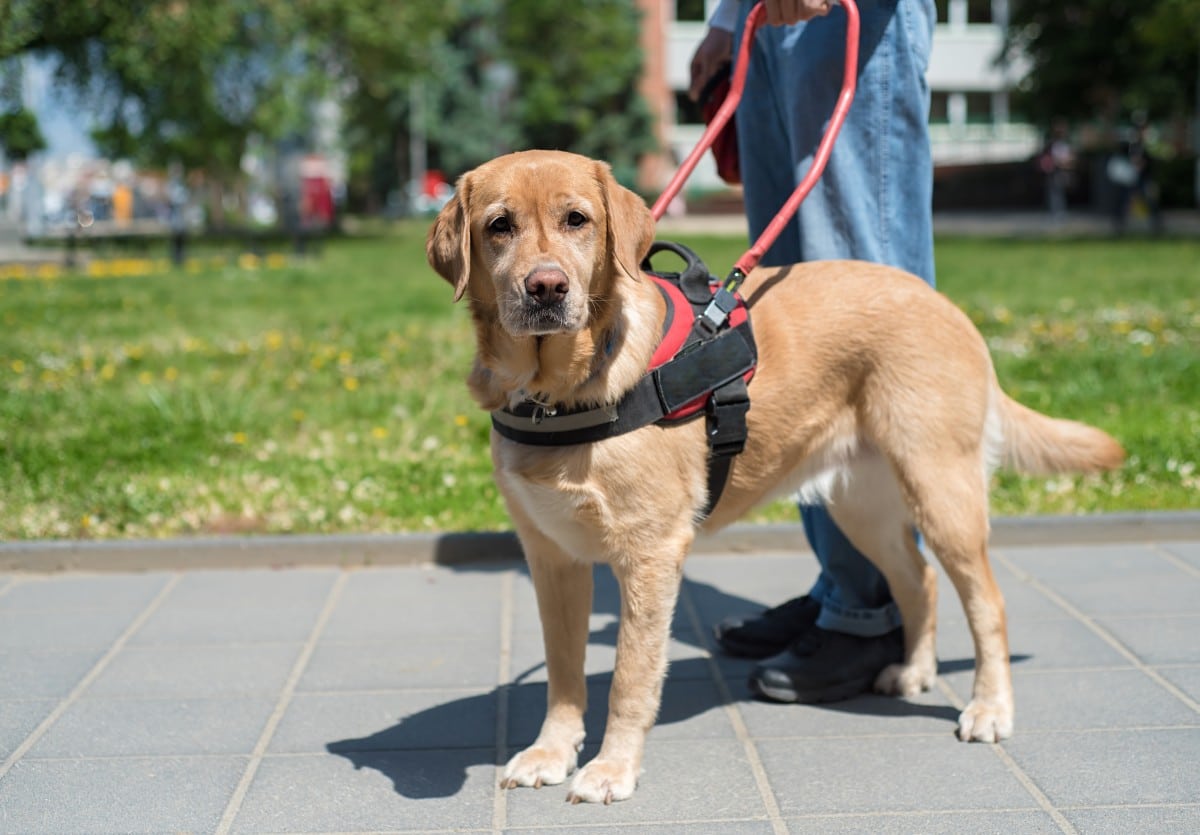 What Happens If a Service Dog Bites Someone? - Philbrook Law